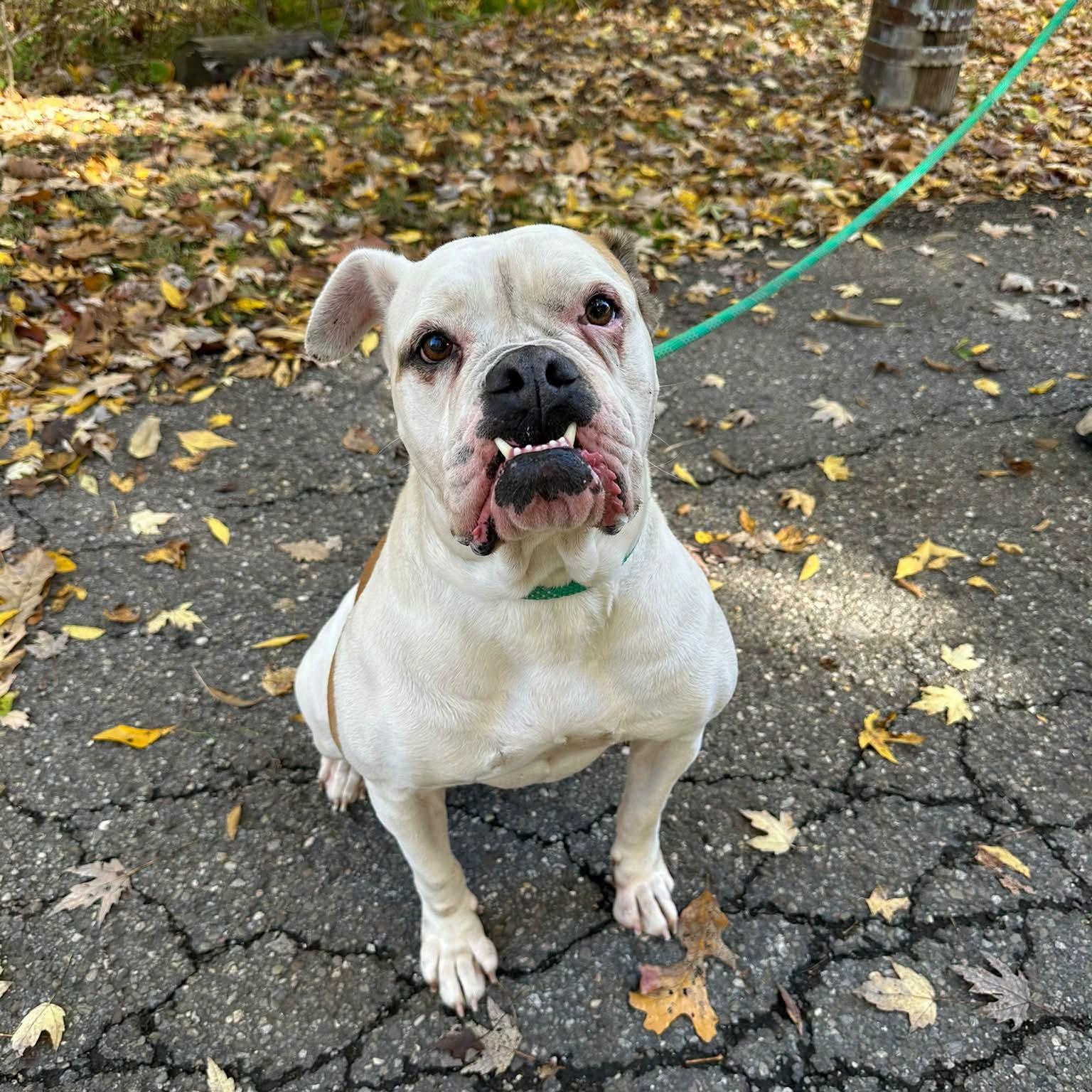 Jane, Adoptable, Young Female American Bulldog.