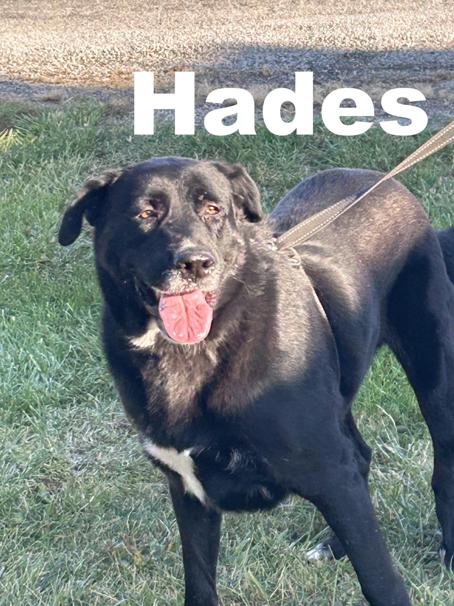 Hades, Adult Male Mastiff
