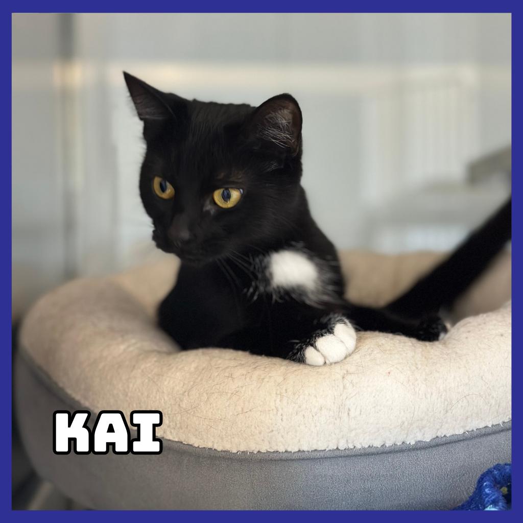 Kai, Adoptable, Adult Female Domestic Short Hair.