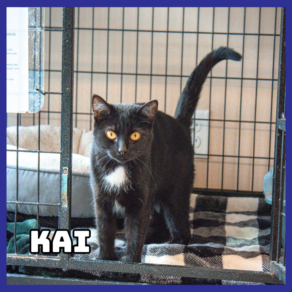 Kai, a Adoptable Domestic Short Hair in Glenwood, MN image 2/2