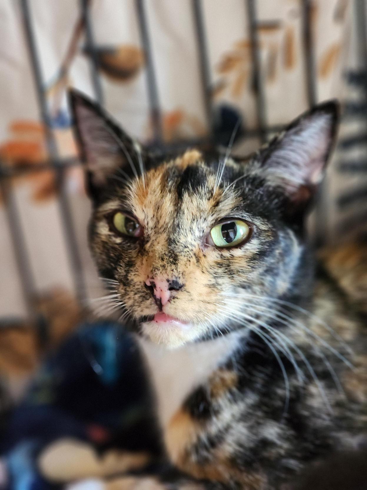 Marcie