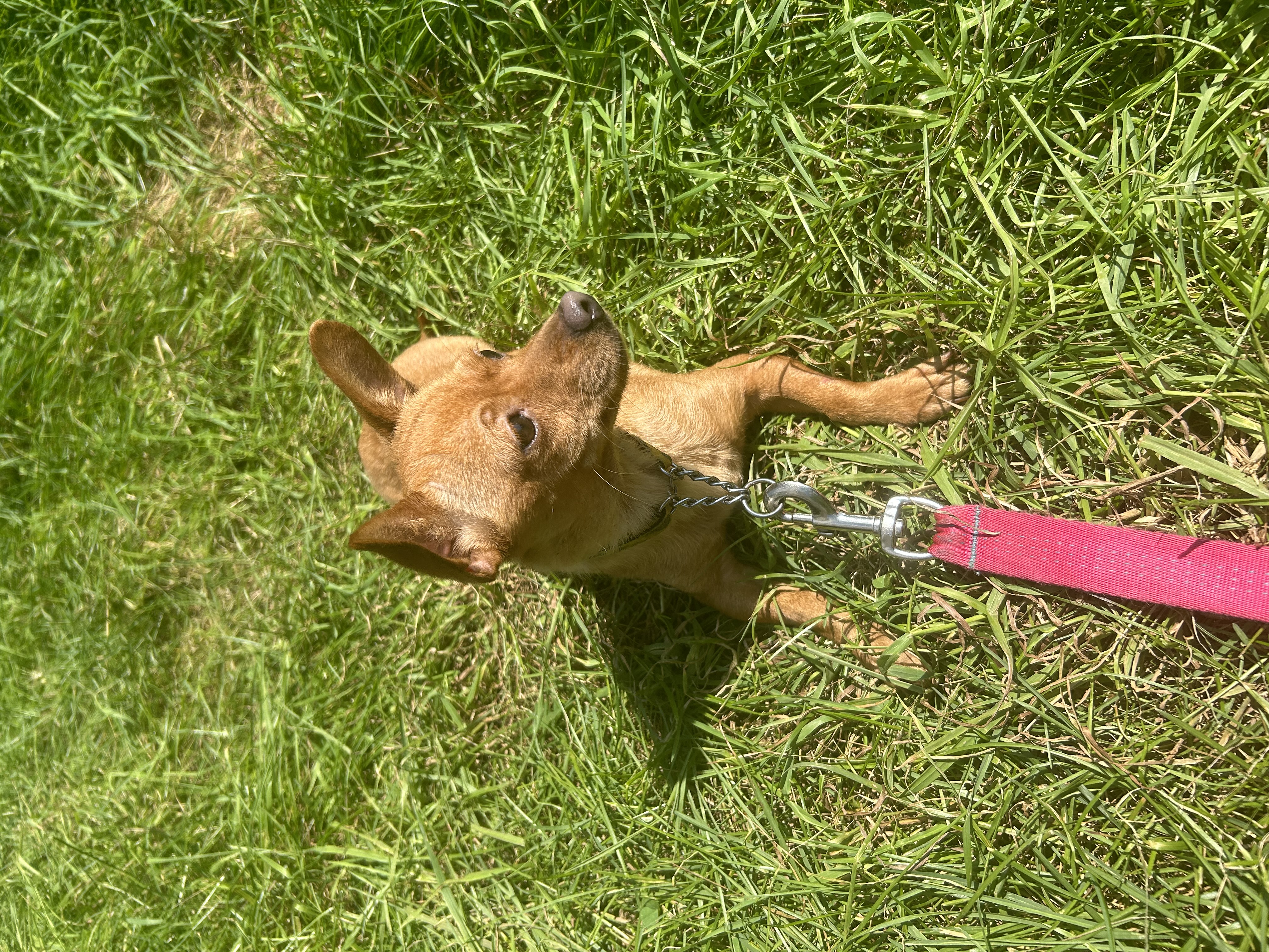 Enlarge Yolandi, a Adopted Terrier in Navan, ON image 1/4