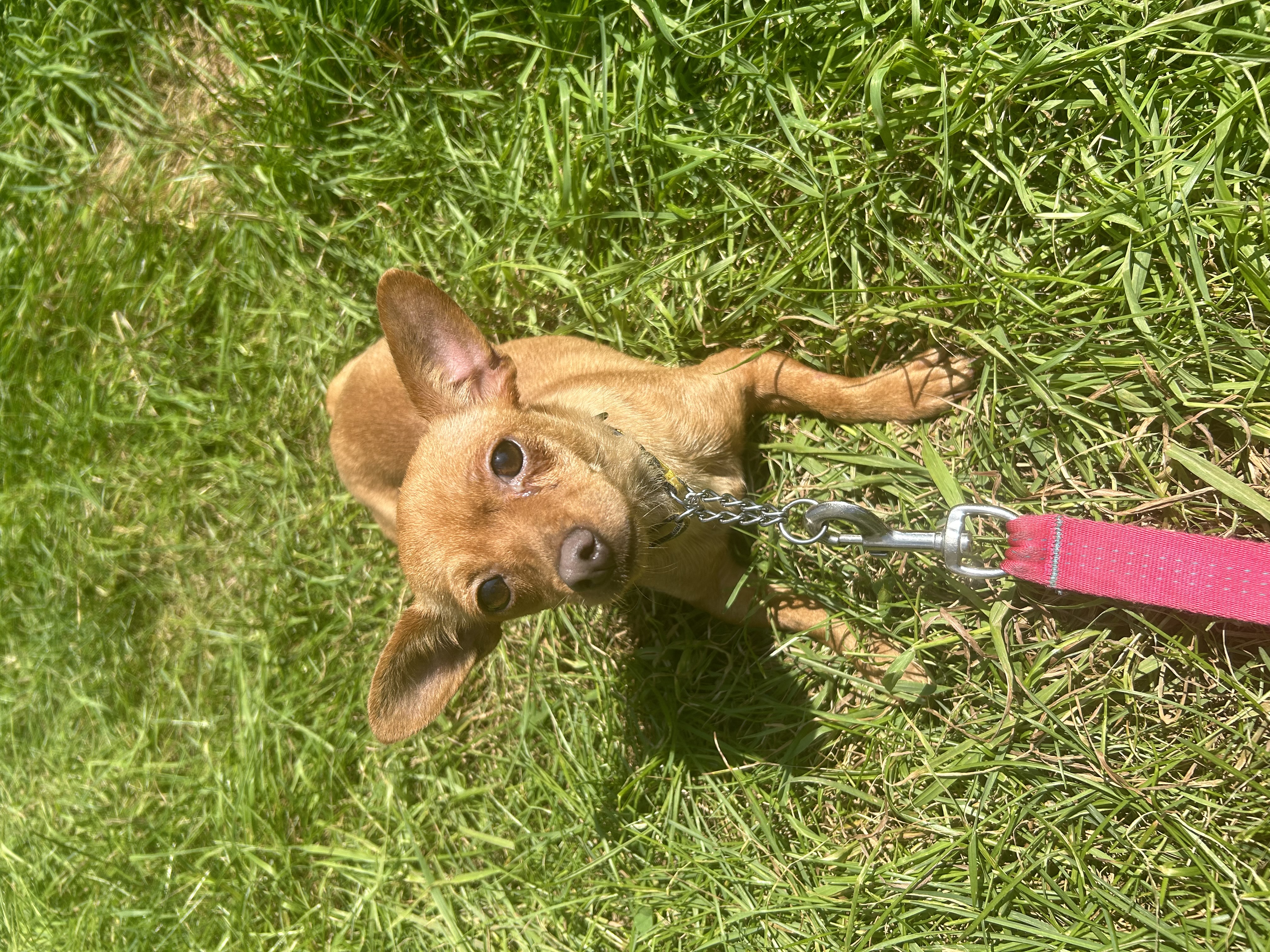 Enlarge Yolandi, a Adopted Terrier in Navan, ON image 2/4
