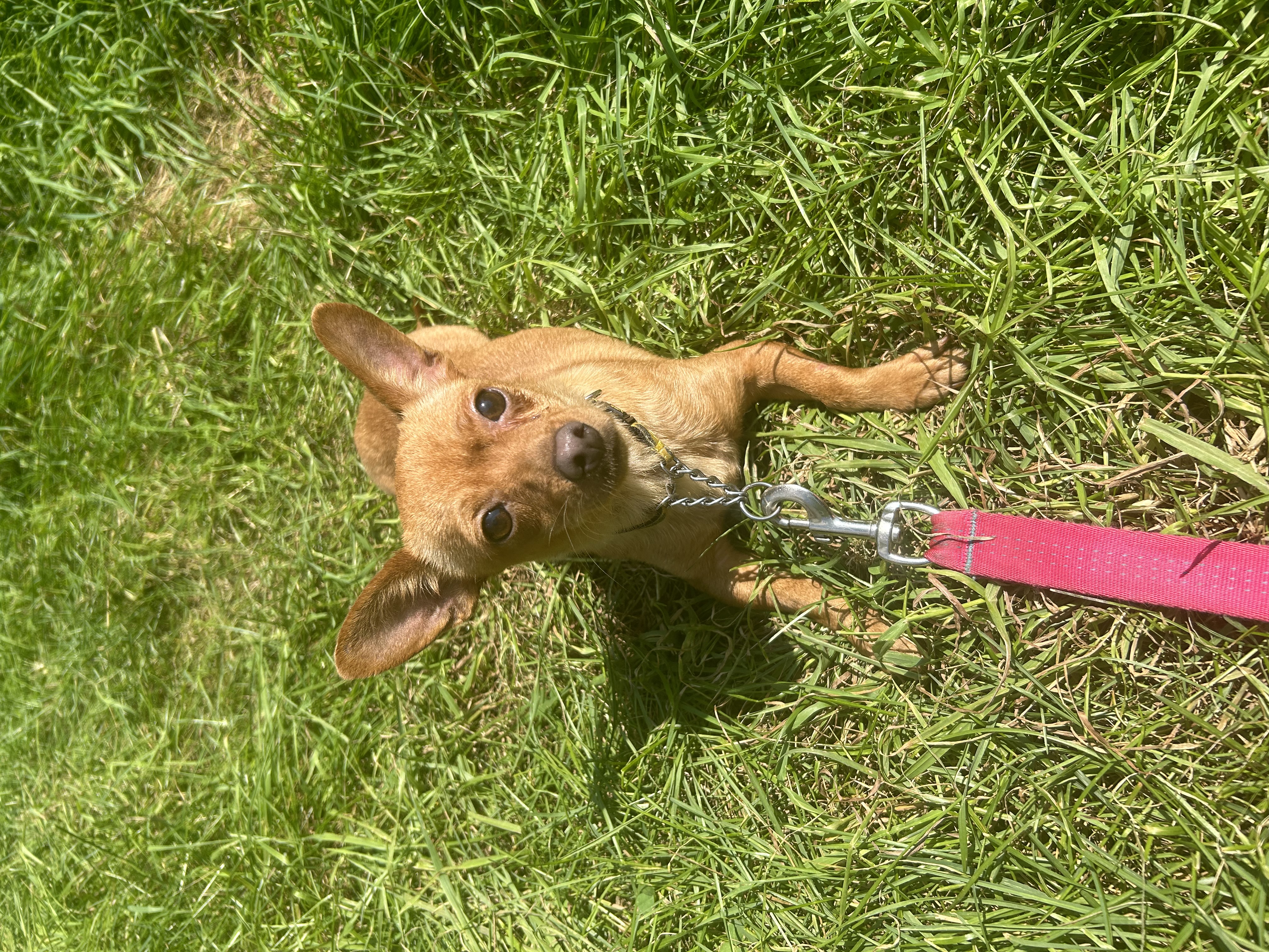 Enlarge Yolandi, a Adopted Terrier in Navan, ON image 3/4