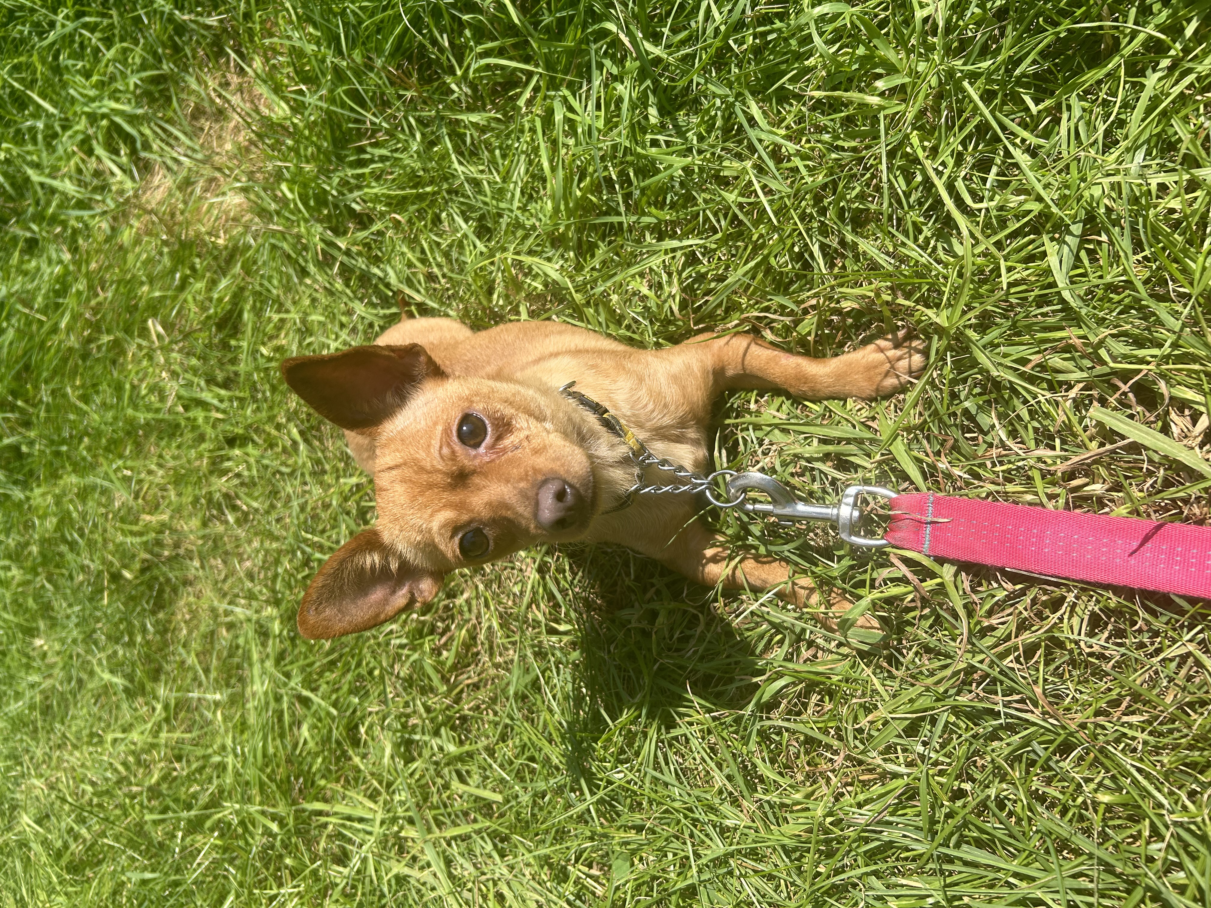 Enlarge Yolandi, a Adopted Terrier in Navan, ON image 4/4