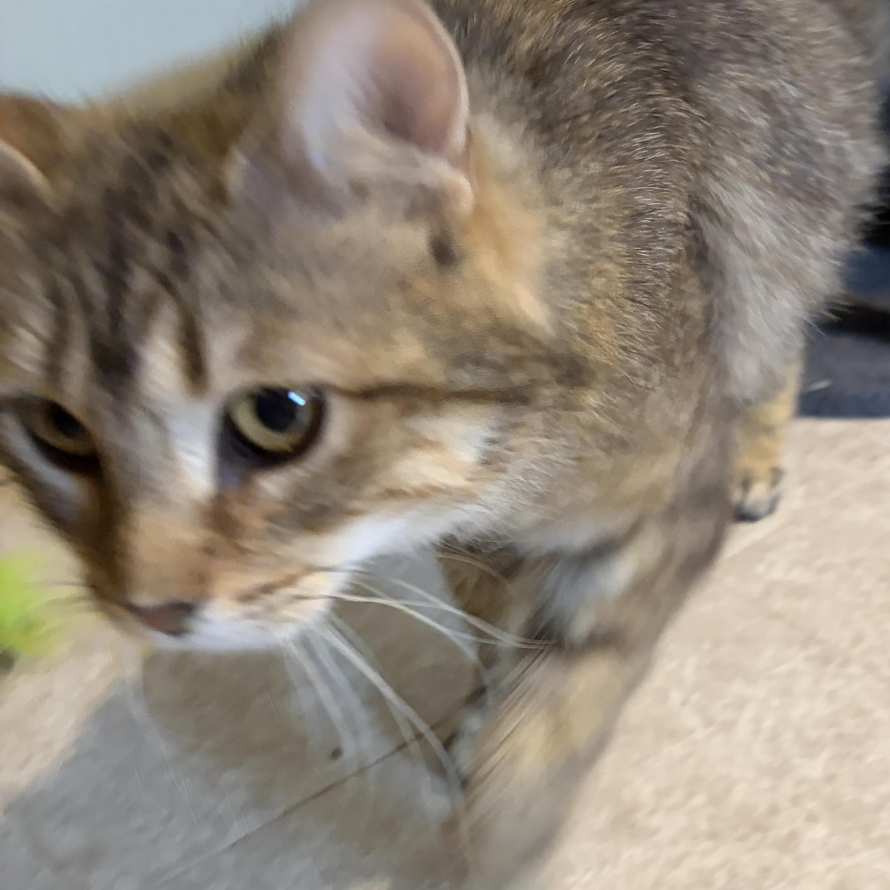 Enlarge Ethel, a Adopted Domestic Long Hair in Madison, WI image 2/6