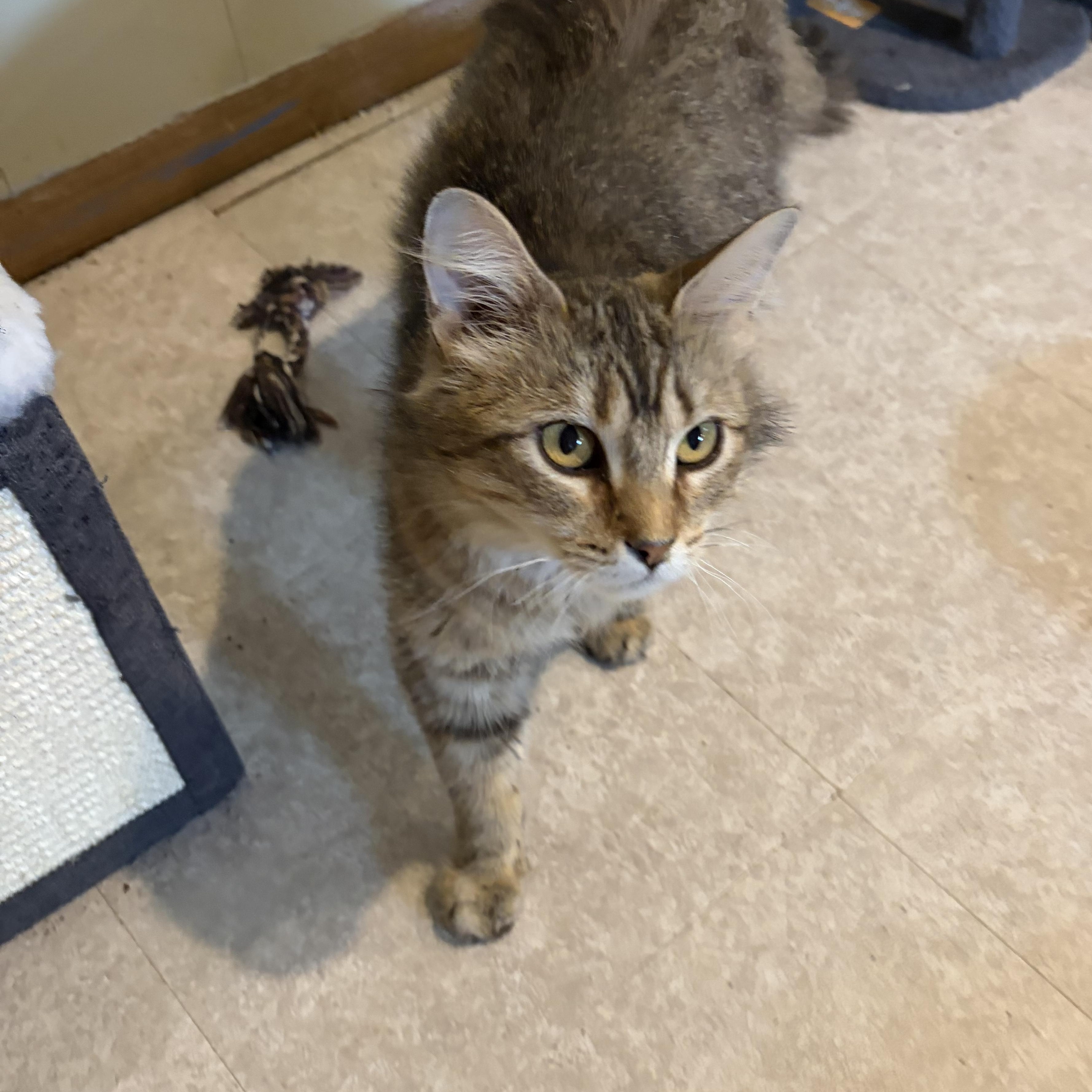 Enlarge Ethel, a Adopted Domestic Long Hair in Madison, WI image 3/6