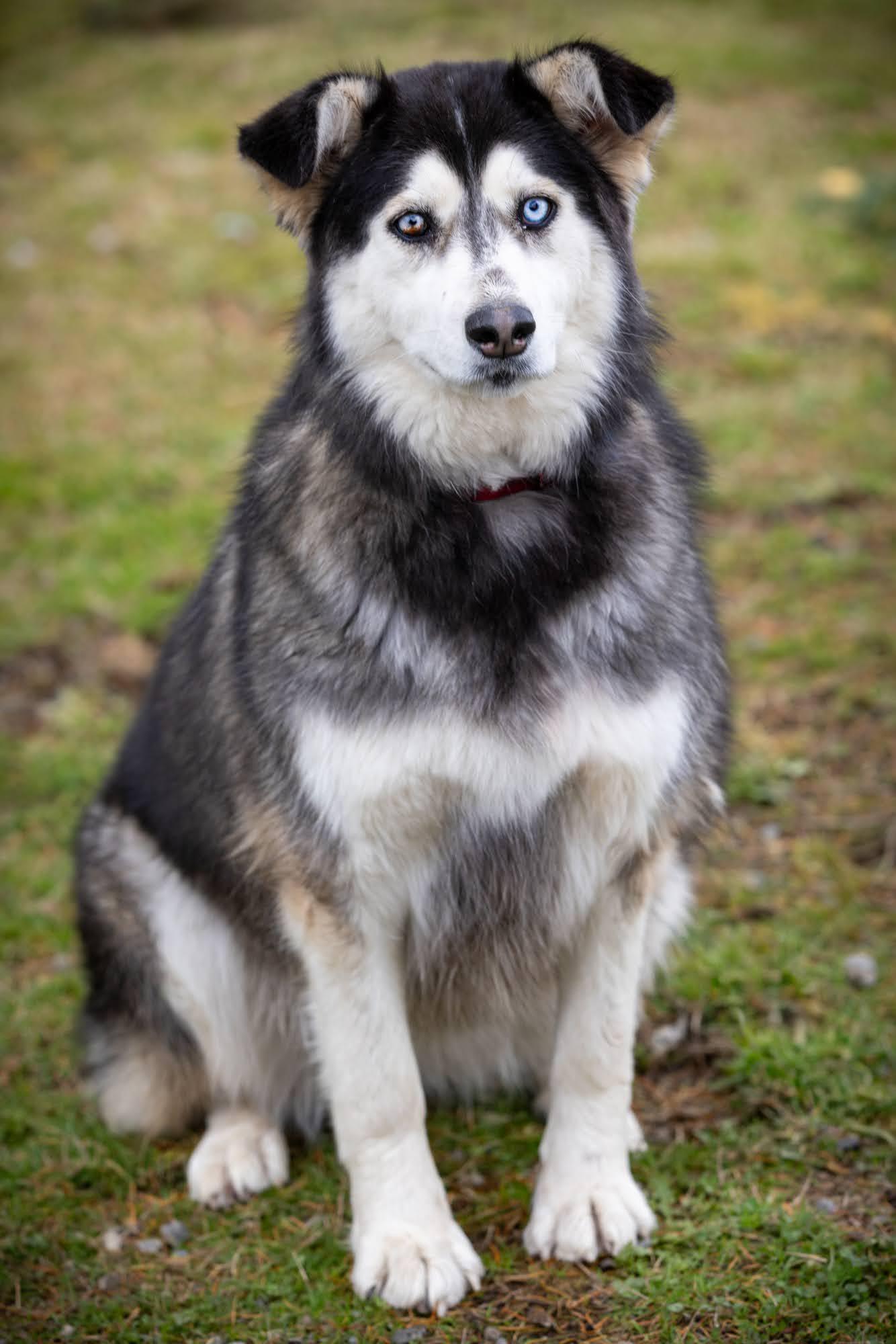 KIT BELLEW, Adoptable, Young Female Alaskan Malamute & Siberian Husky.