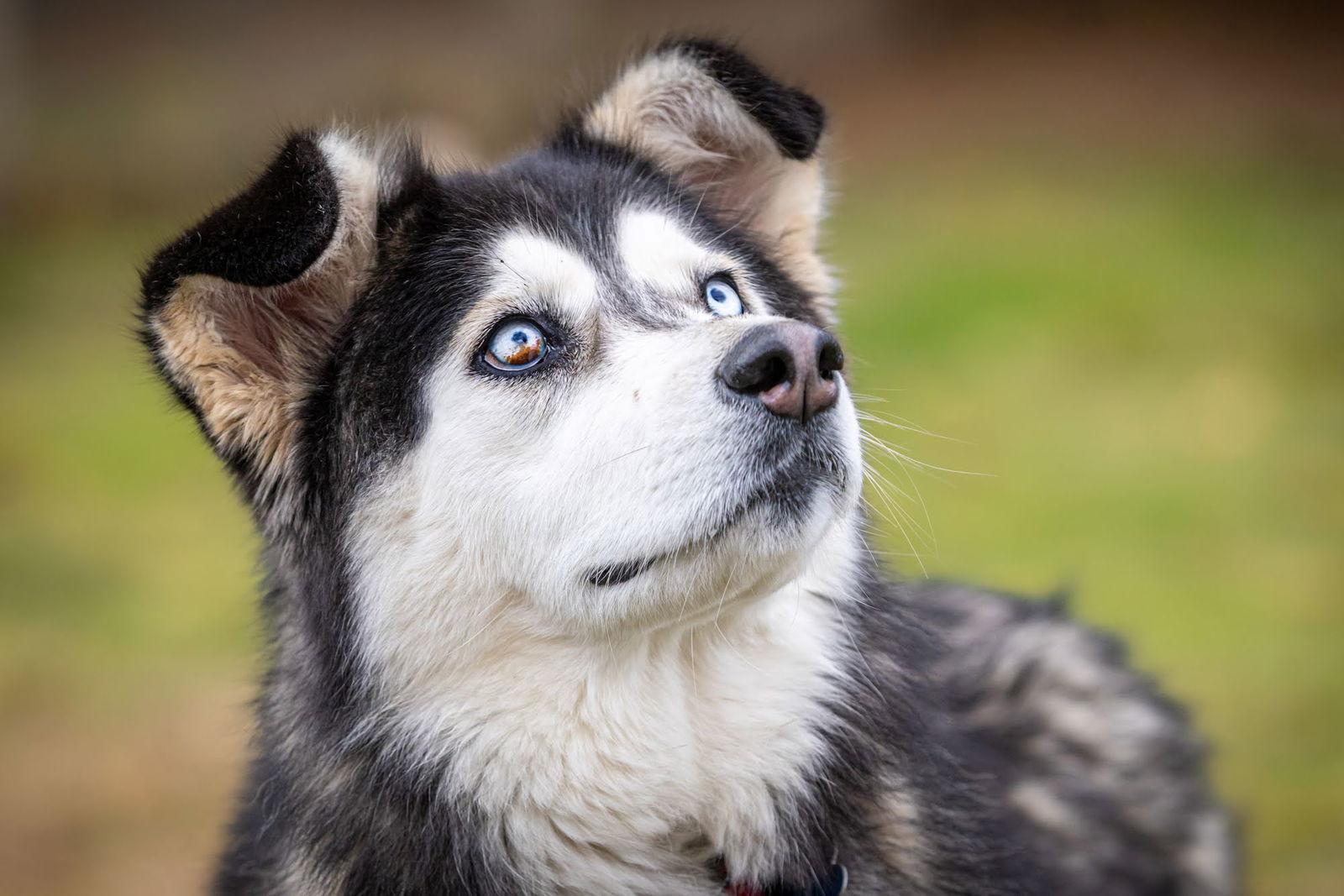 Enlarge KIT BELLEW, a Adoptable mixed breed in Seattle, WA image 2/3