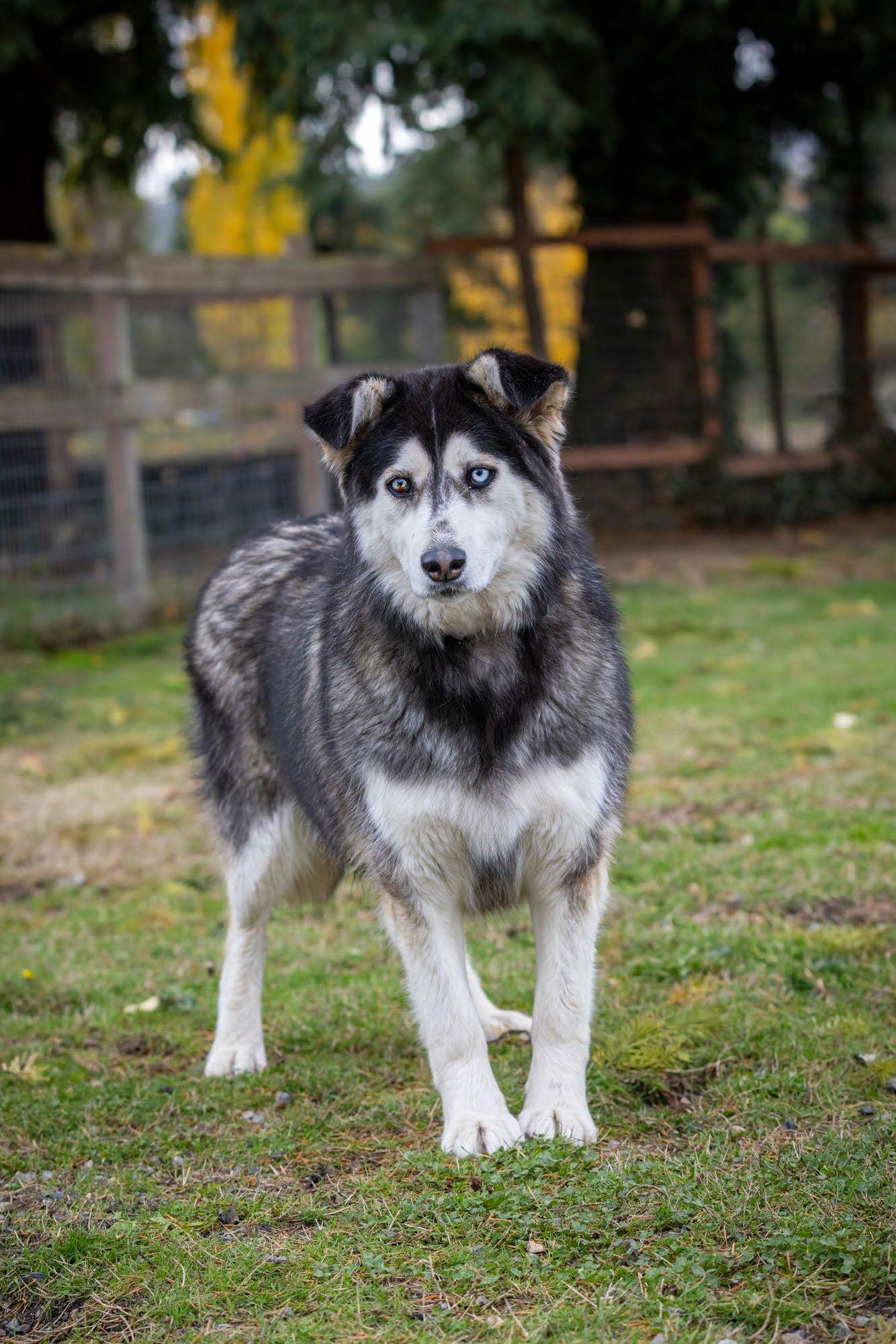 Enlarge KIT BELLEW, a Adoptable mixed breed in Seattle, WA image 3/3