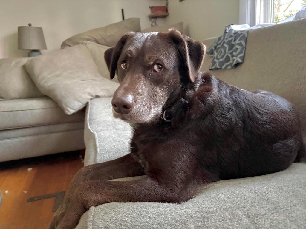 Jenkins - LOCAL, Adoptable, Adult Male Labrador Retriever.