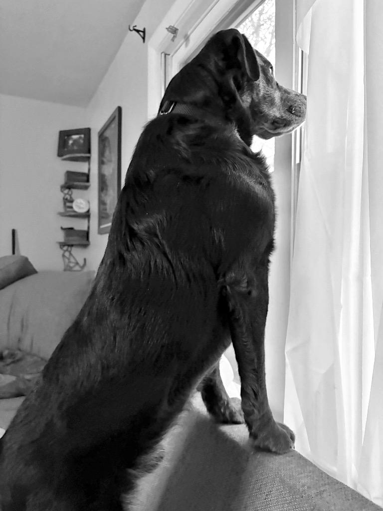 Enlarge Jenkins - LOCAL, a Adoptable mixed breed in Princeton, MA image 2/6