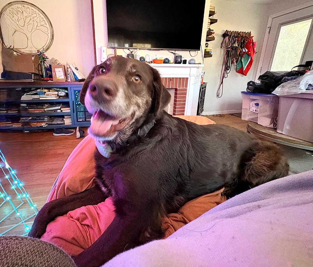 Enlarge Jenkins - LOCAL, a Adoptable mixed breed in Princeton, MA image 2/6