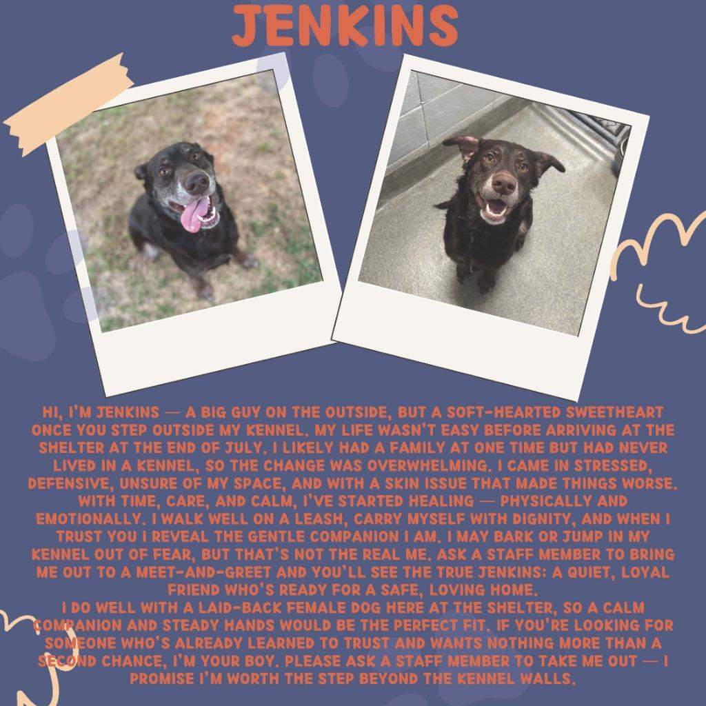Jenkins - LOCAL, a Adoptable mixed breed in Princeton, MA image 3/6