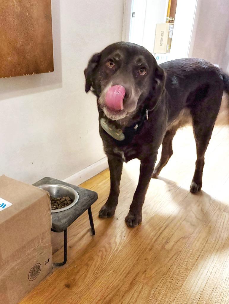 Enlarge Jenkins - LOCAL, a Adoptable mixed breed in Princeton, MA image 3/6