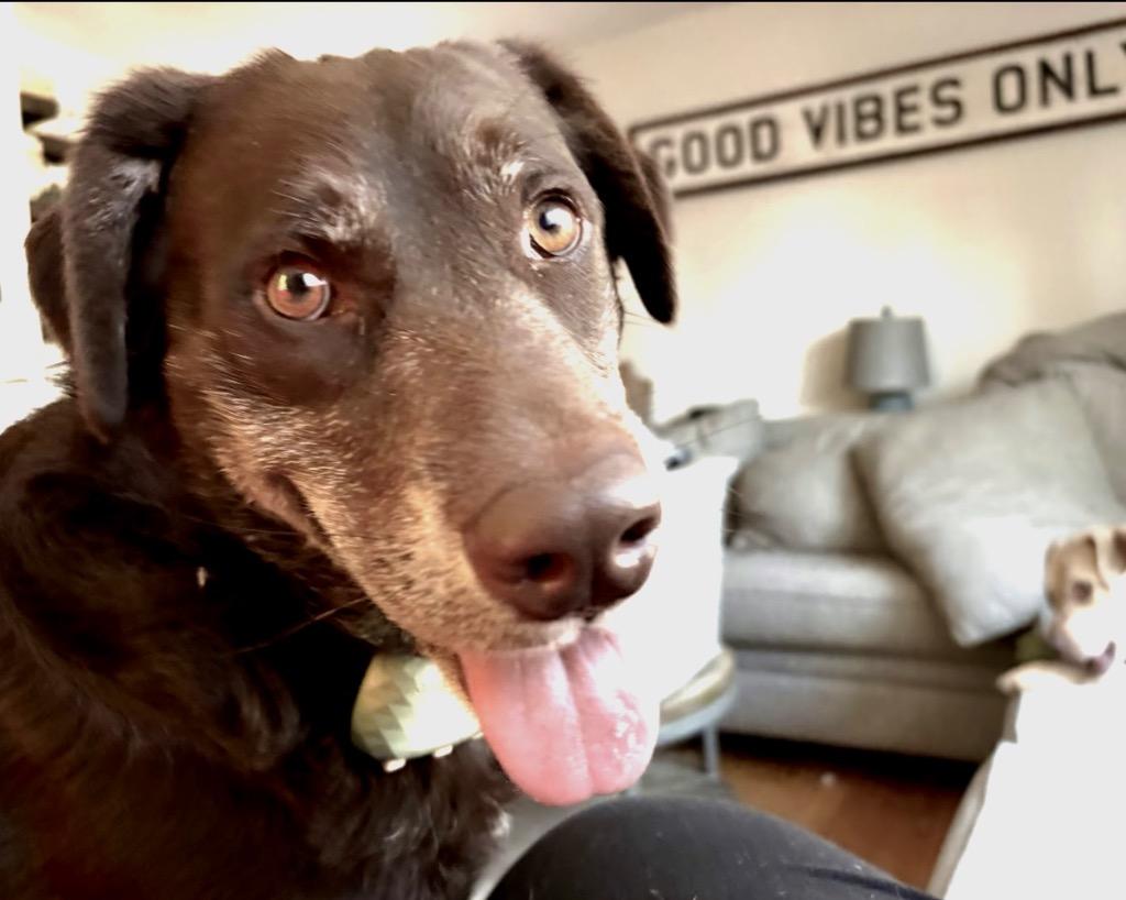 Enlarge Jenkins - LOCAL, a Adoptable mixed breed in Princeton, MA image 5/6