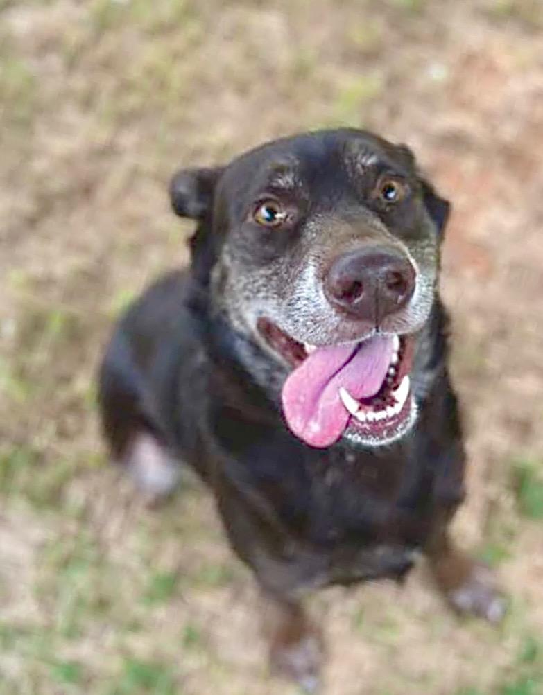 Enlarge Jenkins - LOCAL, a Adoptable mixed breed in Princeton, MA image 6/6