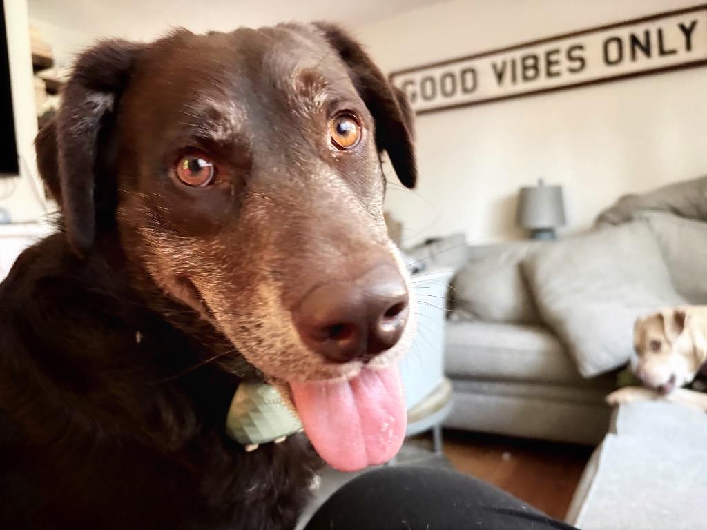 Enlarge Jenkins - LOCAL, a Adoptable mixed breed in Princeton, MA image 5/6