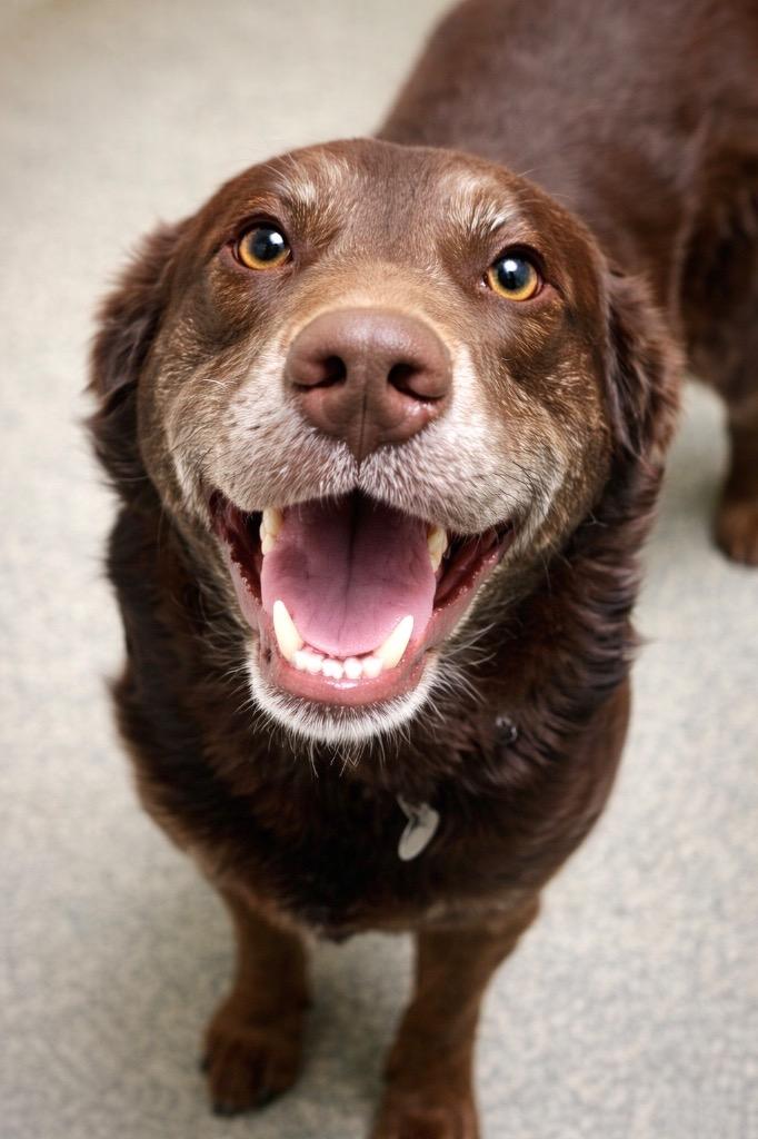 Enlarge Jenkins - LOCAL, a Adoptable mixed breed in Princeton, MA image 4/6