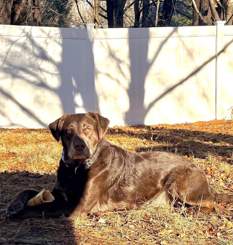 Enlarge Jenkins - LOCAL, a Adoptable mixed breed in Princeton, MA image 6/6