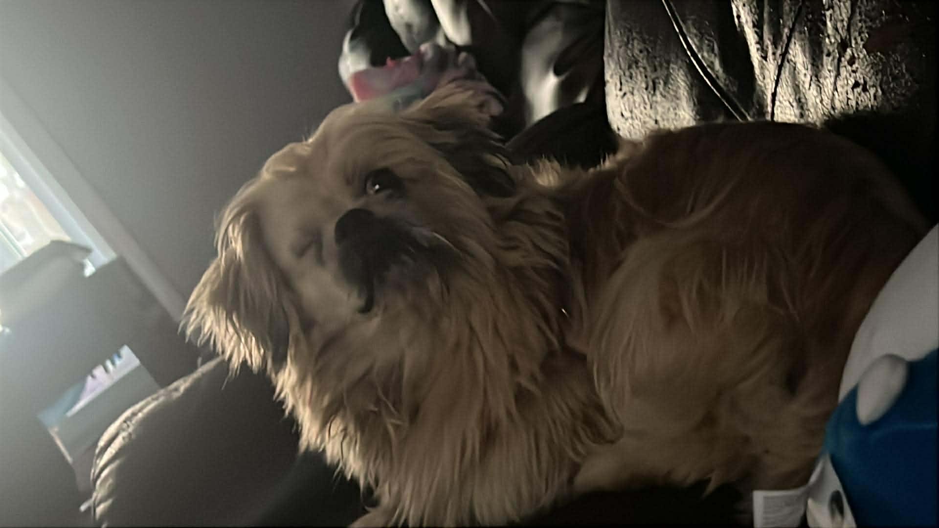 Enlarge Buddy, a ADOPTABLE Shih Tzu in Homer Glen, IL image 1/4