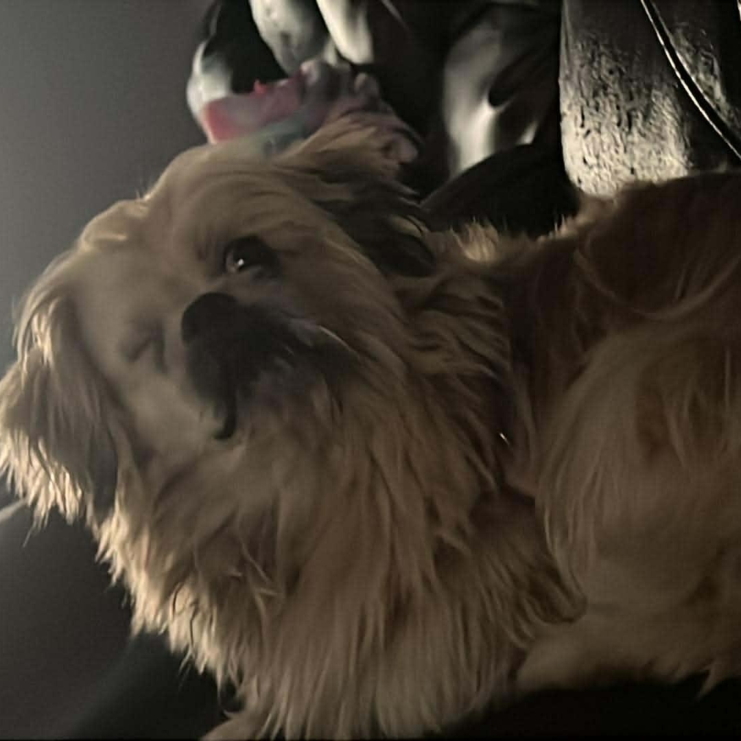 Enlarge Buddy, a ADOPTABLE Shih Tzu in Homer Glen, IL image 4/6