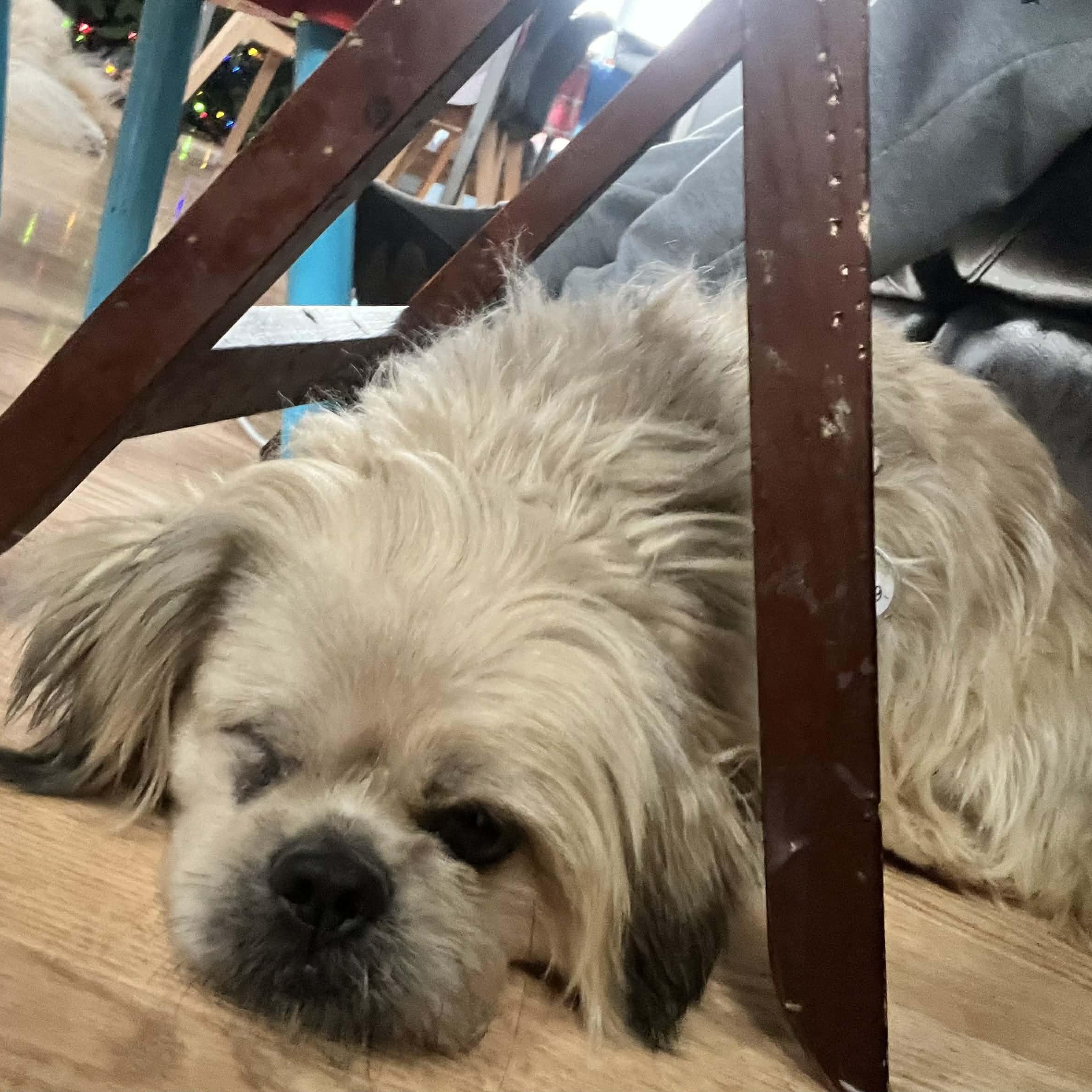Enlarge Buddy, a ADOPTABLE Shih Tzu in Homer Glen, IL image 2/6