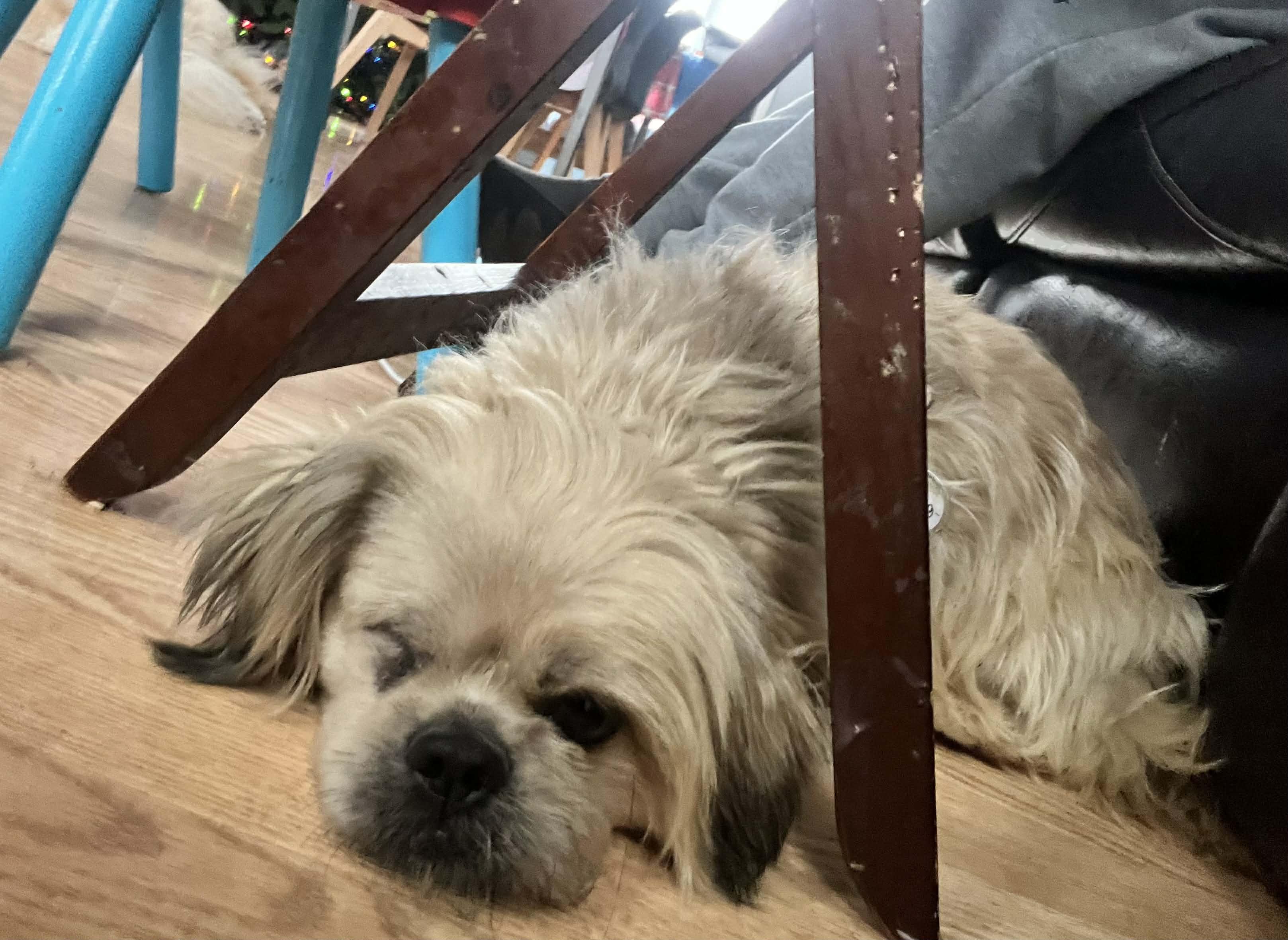 Enlarge Buddy, a ADOPTABLE Shih Tzu in Homer Glen, IL image 2/4