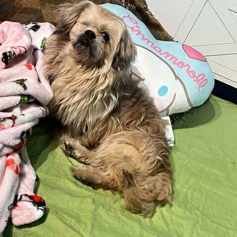 Enlarge Buddy, a ADOPTABLE Shih Tzu in Homer Glen, IL image 6/6