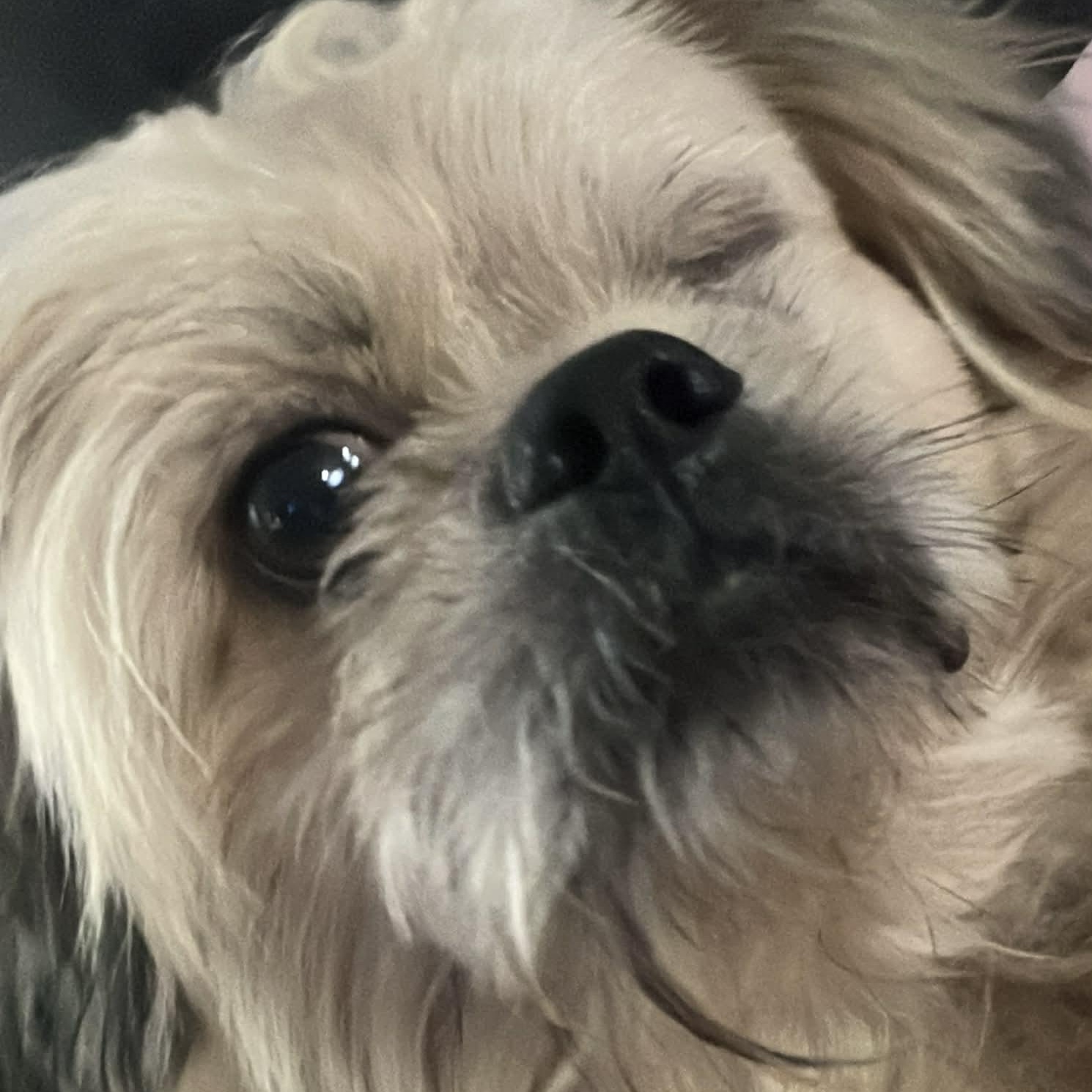 Enlarge Buddy, a ADOPTABLE Shih Tzu in Homer Glen, IL image 1/6