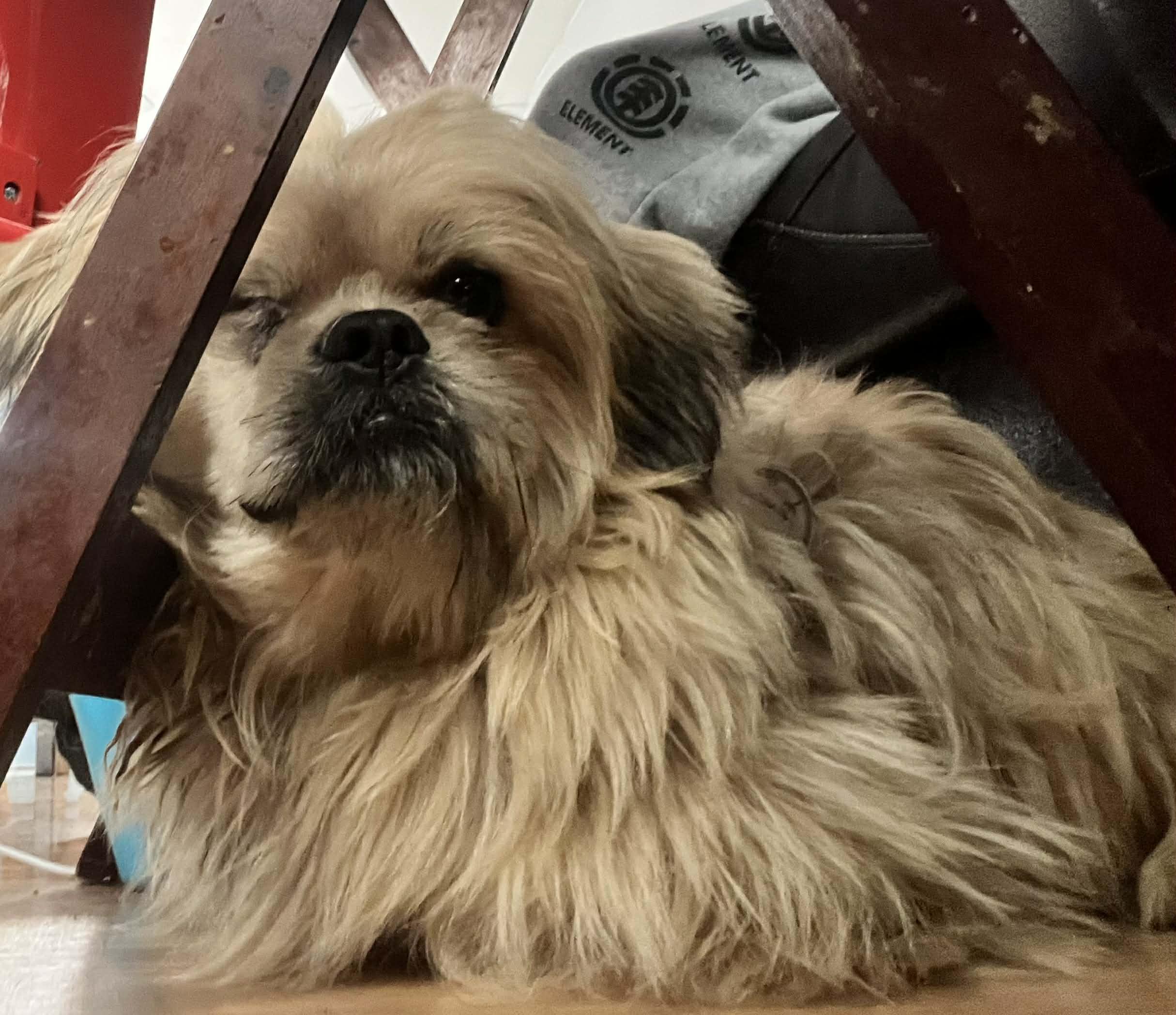 Enlarge Buddy, a ADOPTABLE Shih Tzu in Homer Glen, IL image 3/4