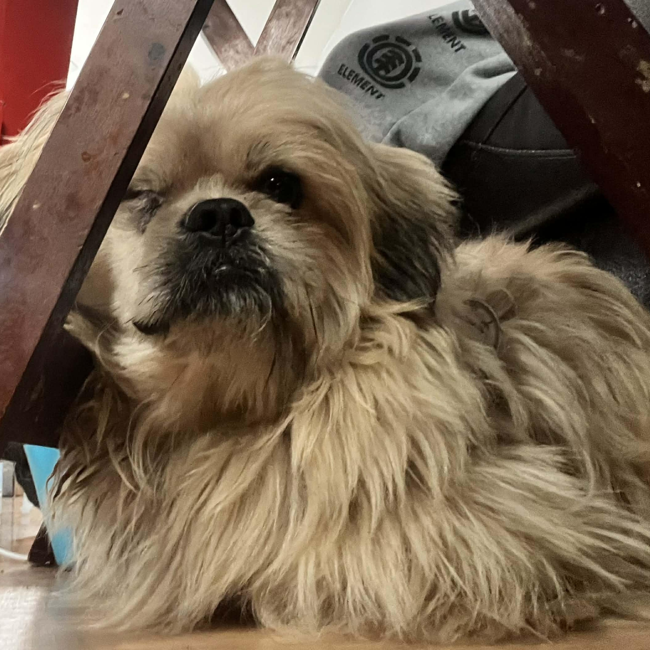 Enlarge Buddy, a ADOPTABLE Shih Tzu in Homer Glen, IL image 3/6