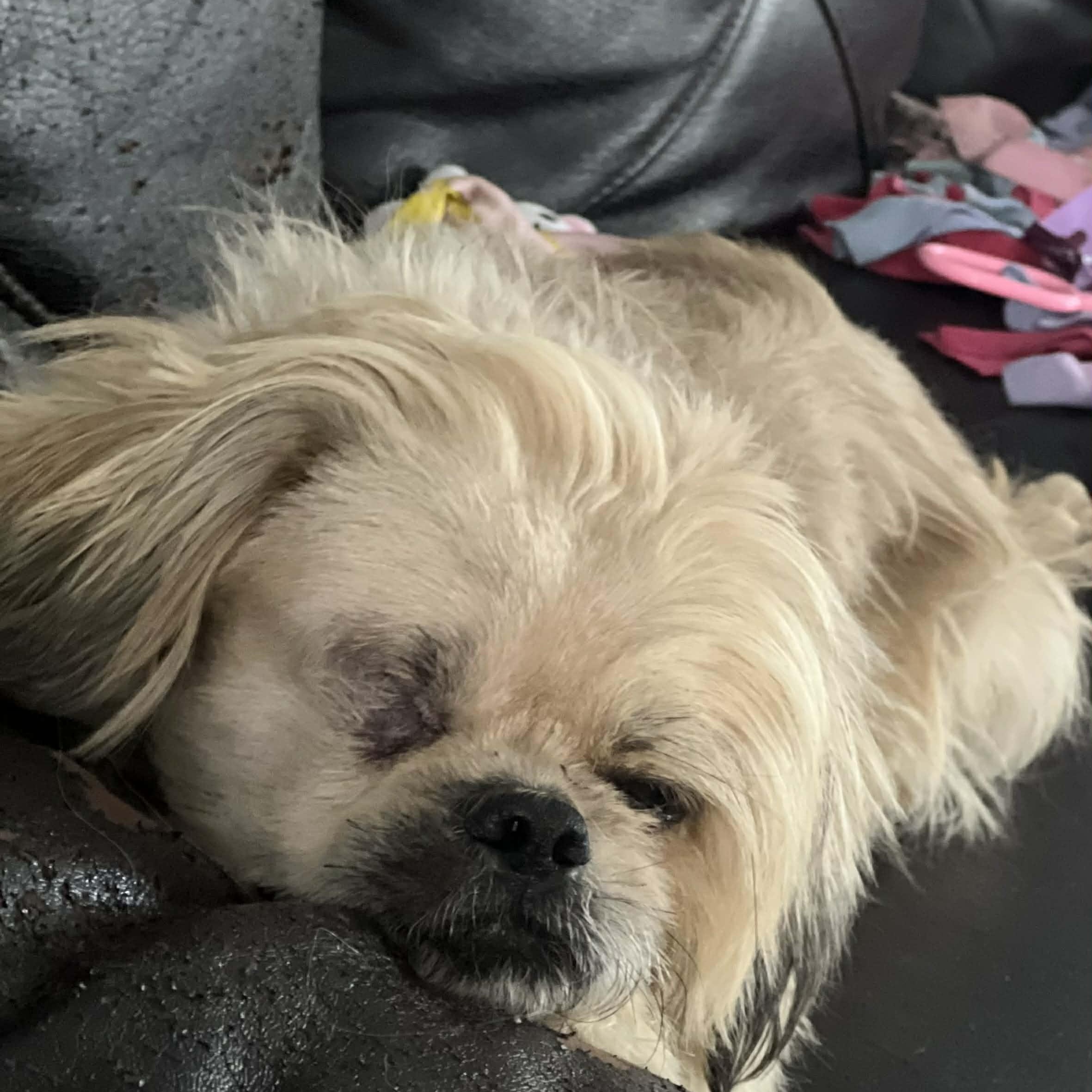 Enlarge Buddy, a ADOPTABLE Shih Tzu in Homer Glen, IL image 5/6