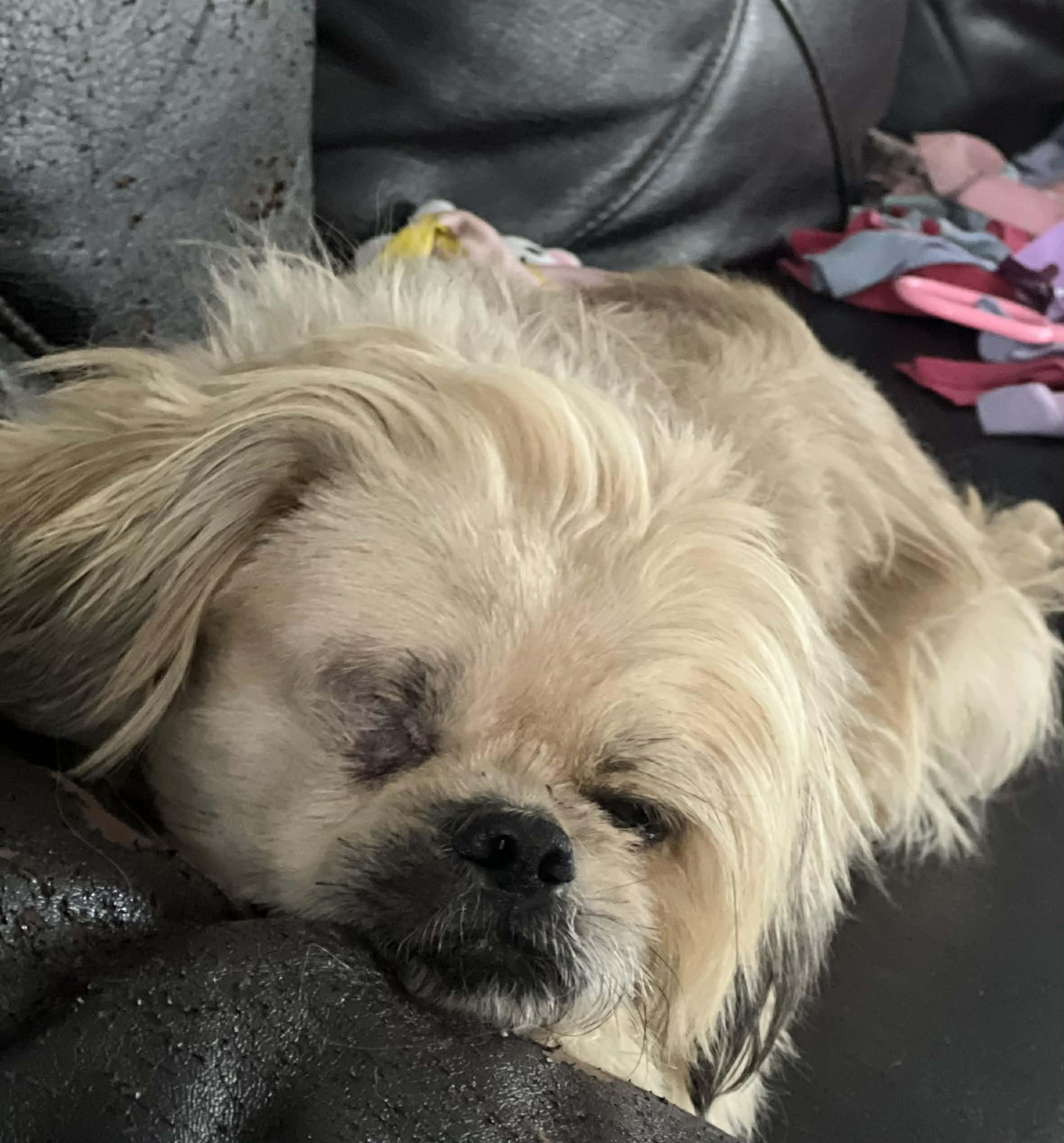 Enlarge Buddy, a ADOPTABLE Shih Tzu in Homer Glen, IL image 4/4