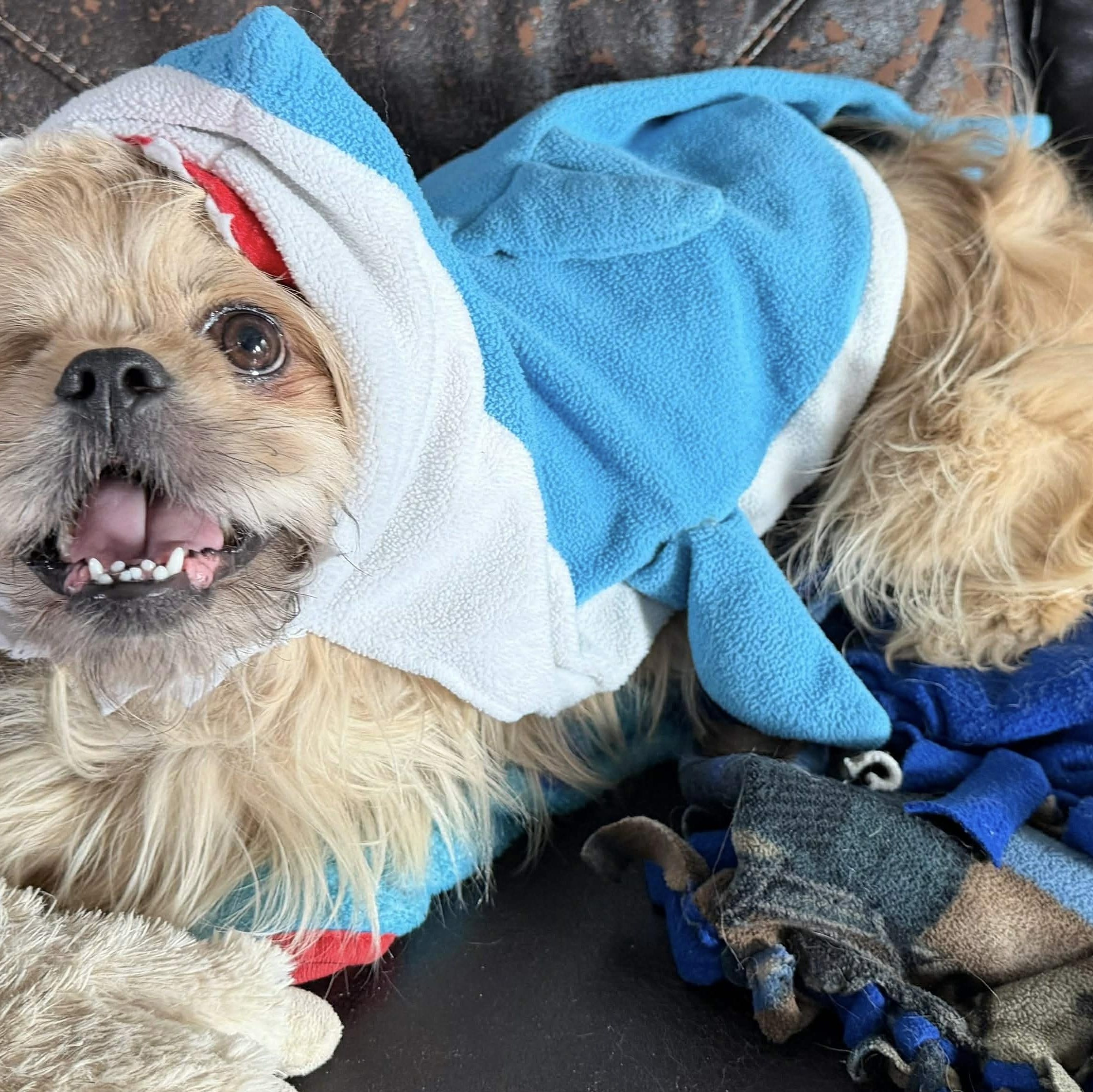 Buddy, a ADOPTABLE Shih Tzu in Homer Glen, IL image 2/6