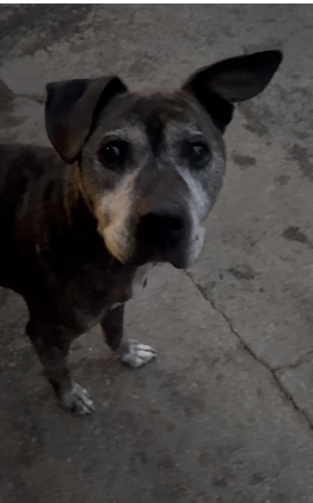 Enlarge Buddy, a Adoptable mixed breed in Willingboro, NJ image 1/5