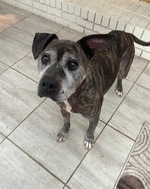 Enlarge Buddy, a Adoptable mixed breed in Willingboro, NJ image 2/5