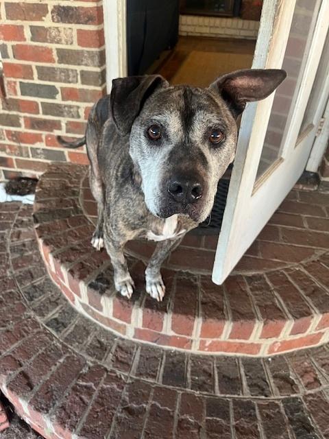 Enlarge Buddy, a Adoptable mixed breed in Willingboro, NJ image 3/5