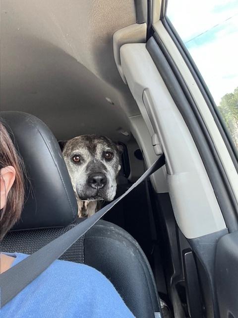 Enlarge Buddy, a Adoptable mixed breed in Willingboro, NJ image 4/5