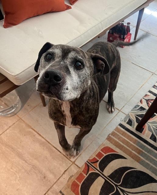 Enlarge Buddy, a Adoptable mixed breed in Willingboro, NJ image 5/5