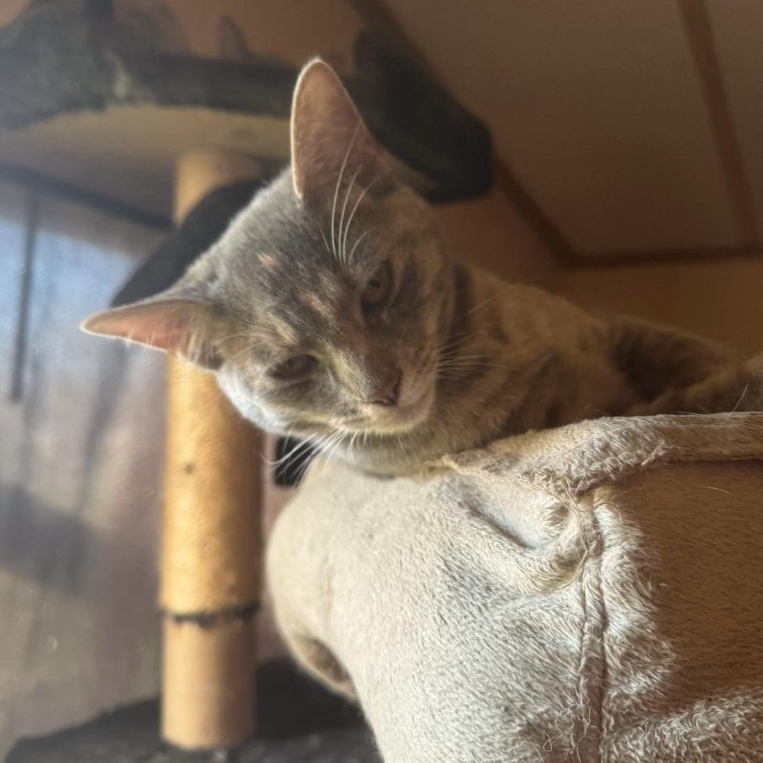 Sweet Girl