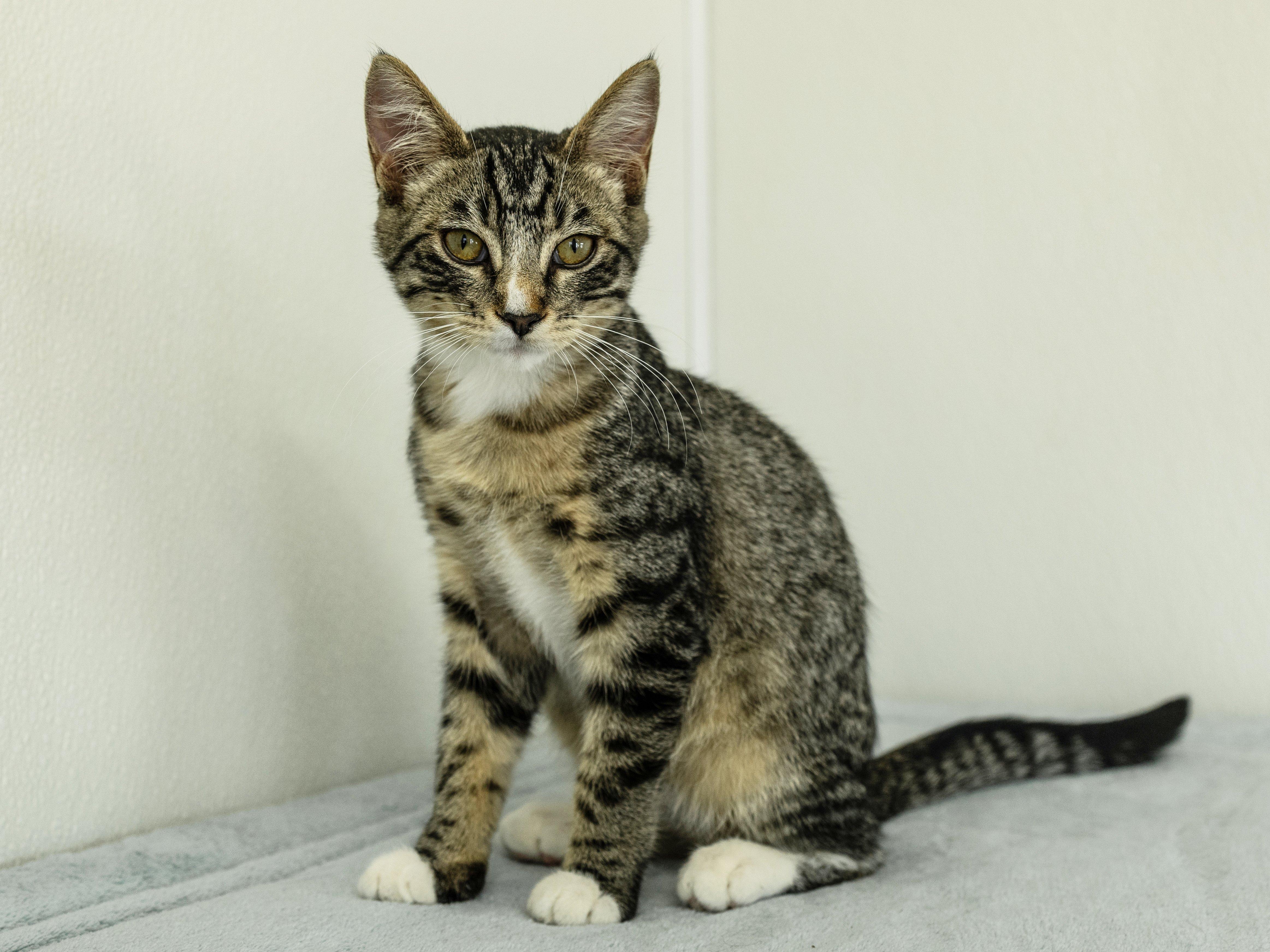 Enlarge Merle, a Adoptable mixed breed in Republic, WA image 4/6