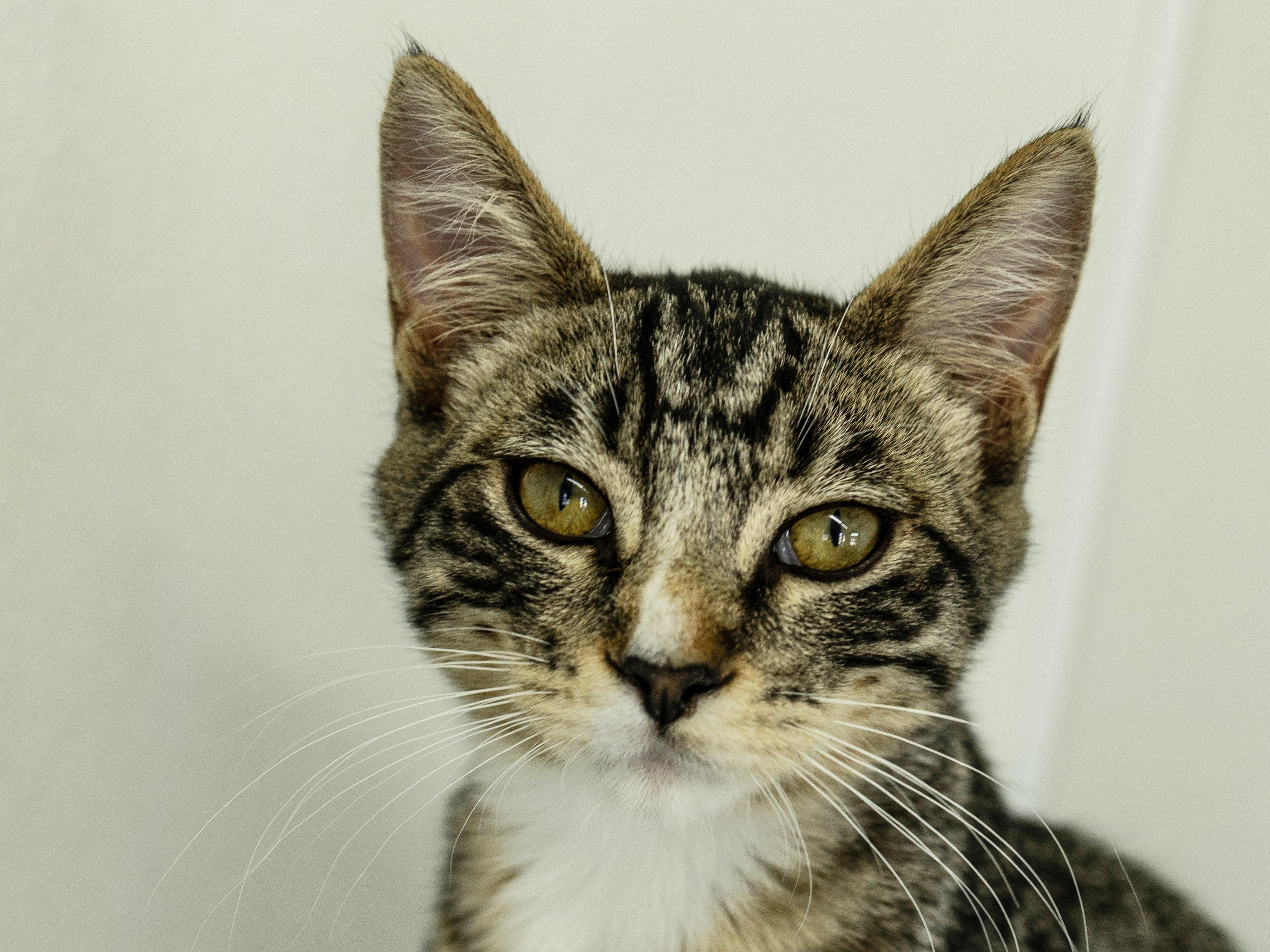Enlarge Merle, a Adoptable mixed breed in Republic, WA image 1/6
