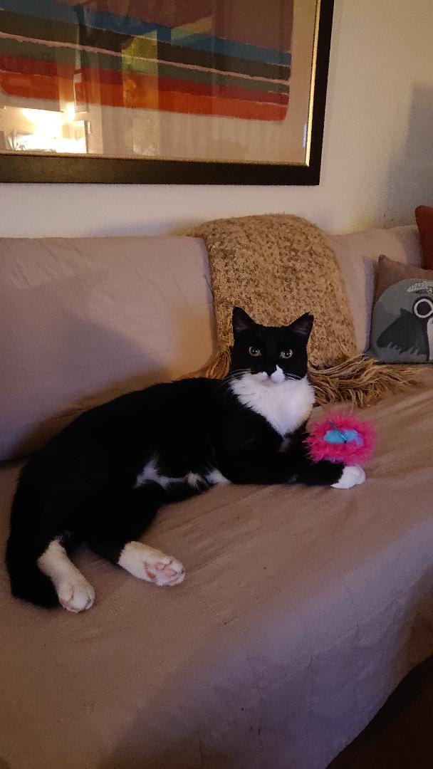 Enlarge Tuxy , a Adoptable mixed breed in Fort Lauderdale, FL image 1/10