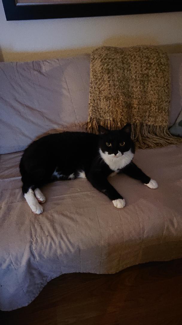 Enlarge Tuxy , a Adoptable mixed breed in Fort Lauderdale, FL image 2/10