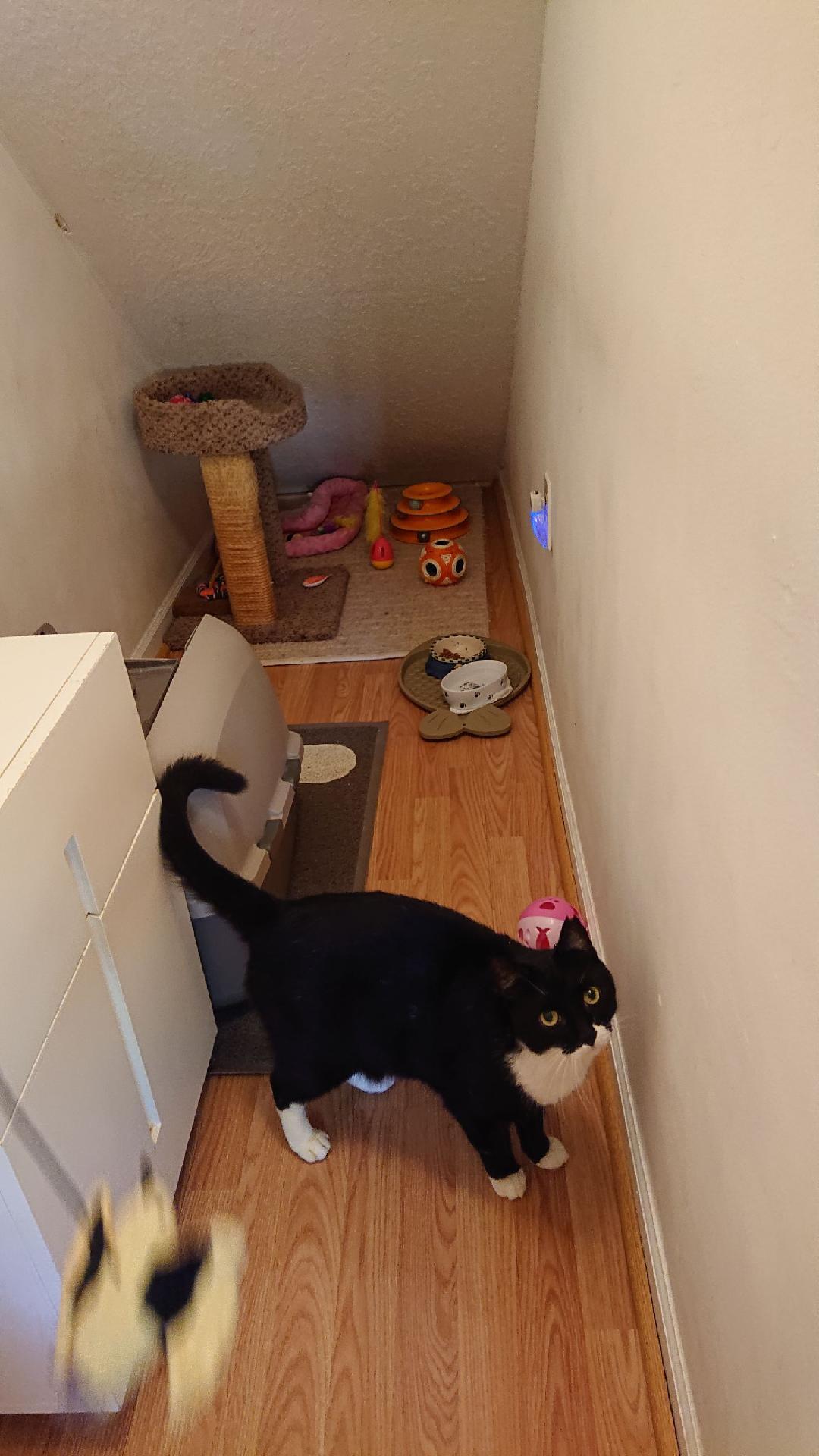 Enlarge Tuxy , a Adoptable mixed breed in Fort Lauderdale, FL image 3/10