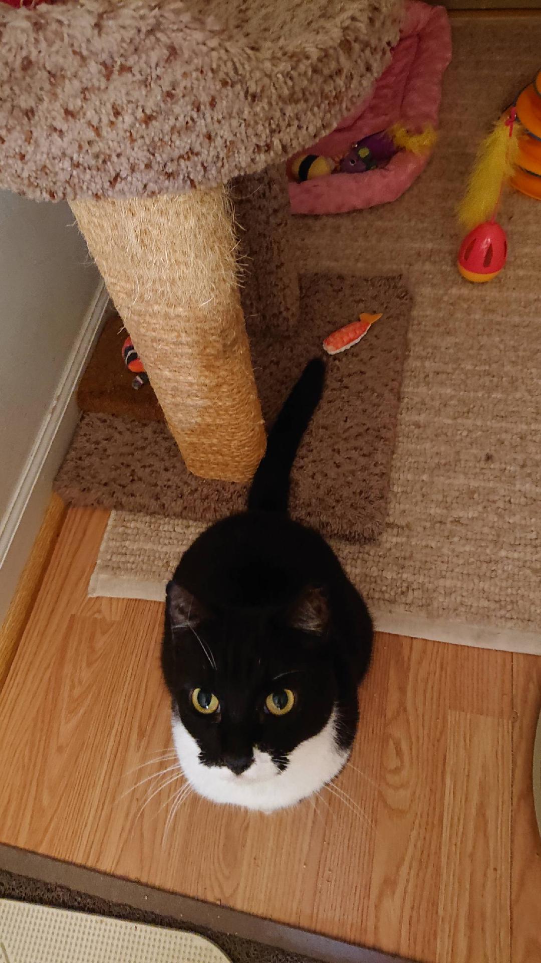 Enlarge Tuxy , a Adoptable mixed breed in Fort Lauderdale, FL image 4/10