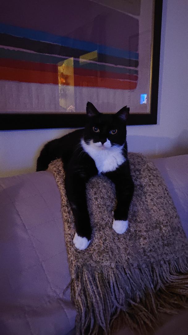 Enlarge Tuxy , a Adoptable mixed breed in Fort Lauderdale, FL image 5/10