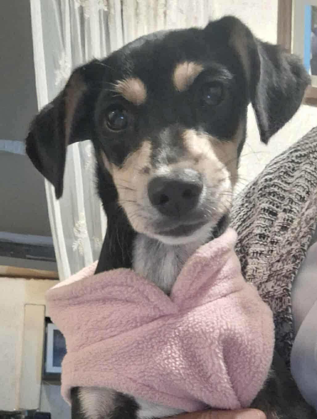 Maggie, a Adoptable Mixed Breed in Puyallup, WA image 2/4