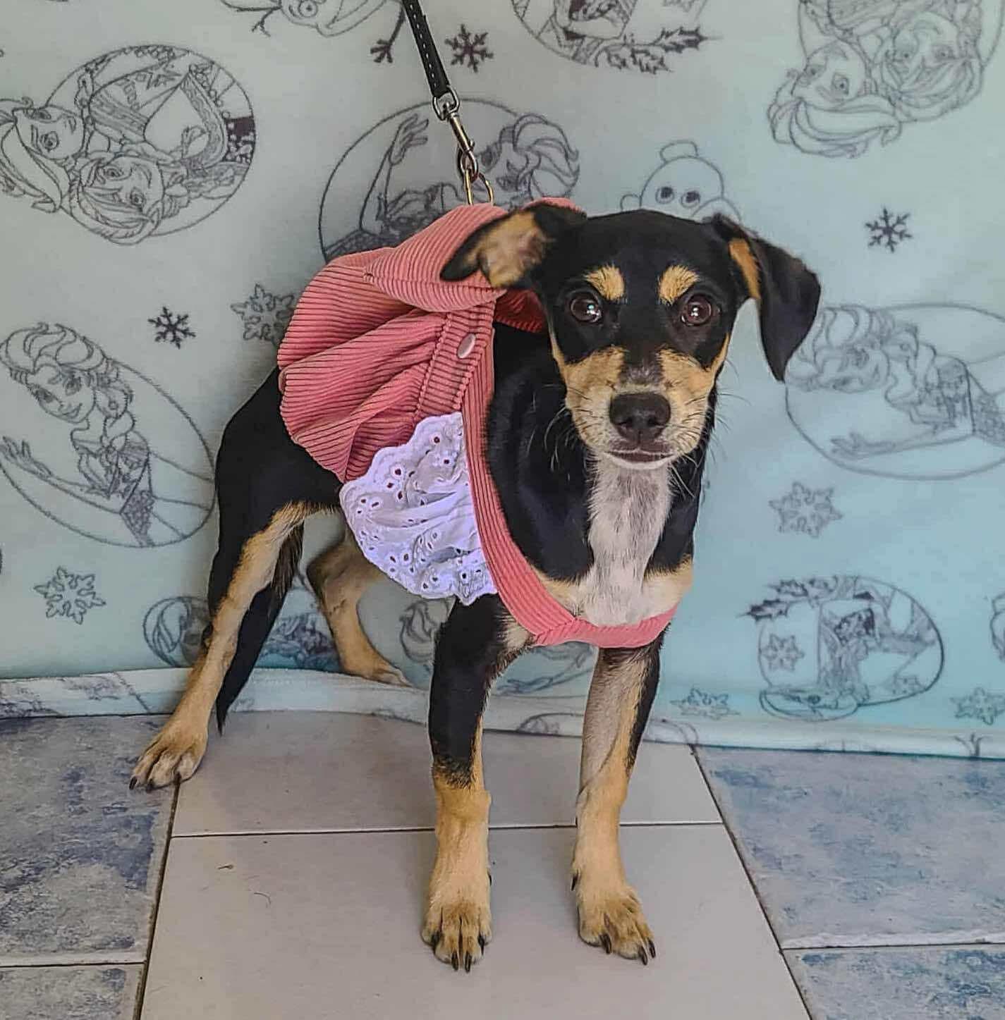 Maggie, a Adoptable Mixed Breed in Puyallup, WA image 3/4